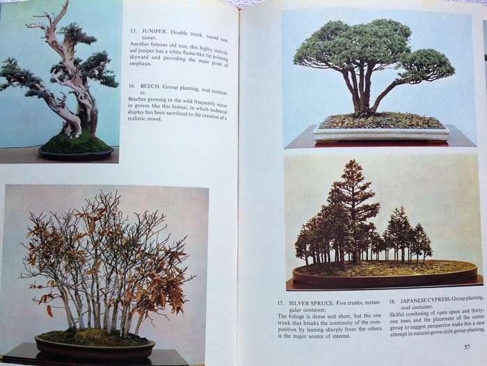 Bonsai for Pleasure by Keiji Murata and Takema Takeuchi - Hardcover