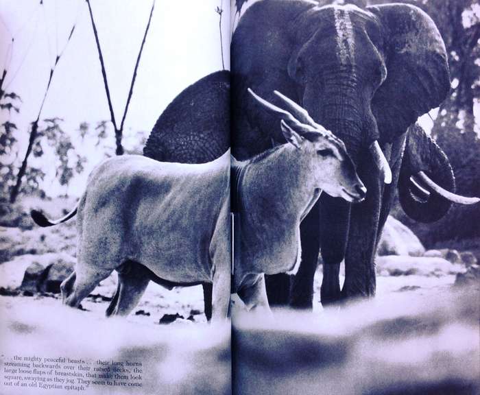 Longing for Darkness - Kamante's tales from Out of Africa - Collected by Peter Beard