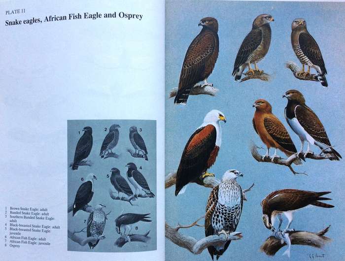 Birds of Prey of Southern Africa - Peter Steyn - Hardcover - Book signed by Author