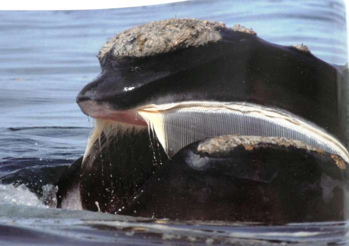 Hermanus Whales - Dave de Beer - book signed by Author