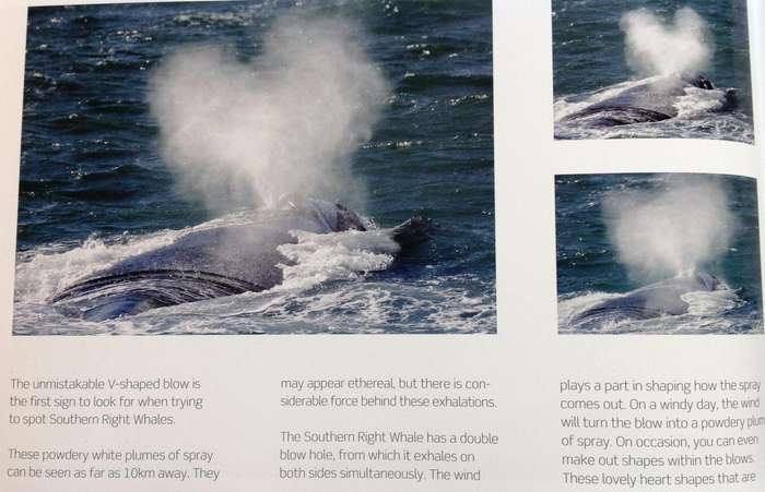 Hermanus Whales - Dave de Beer - book signed by Author