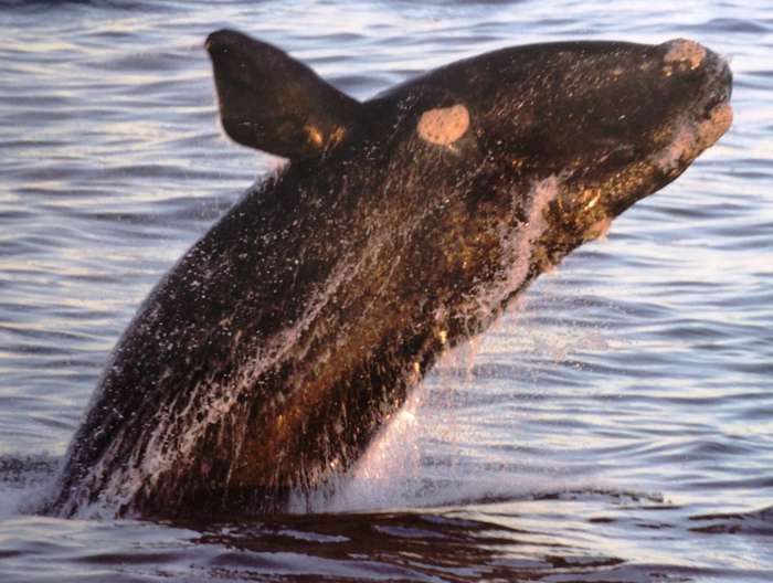 Hermanus Whales - Dave de Beer - book signed by Author
