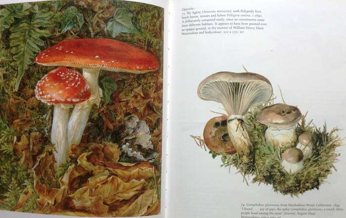 Beatrix Potter's Art - Paintings and drawings selected and introduced by Anne S Hobbs - Hardcover