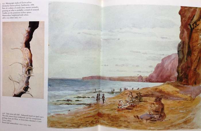 Beatrix Potter's Art - Paintings and drawings selected and introduced by Anne S Hobbs - Hardcover