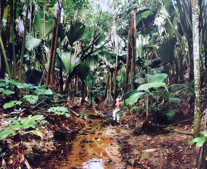 Seychelles - The Coco-de-Mer - A National Treasure - Glynn Burridge