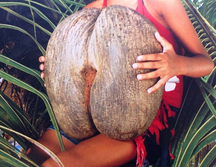 Seychelles - The Coco-de-Mer - A National Treasure - Glynn Burridge
