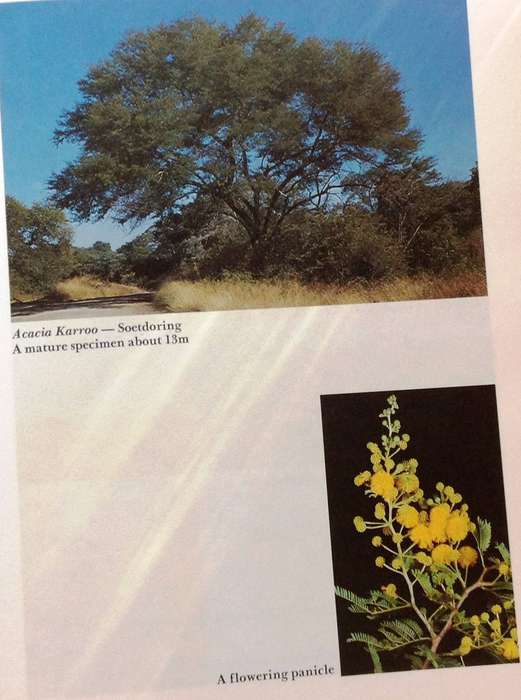 The South African Acacias - J D Carr - Hardcover
