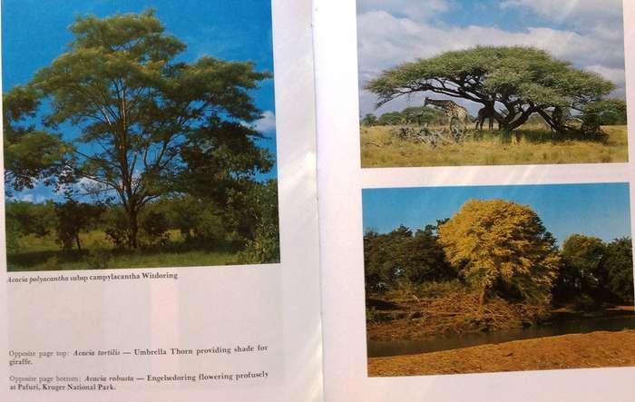 The South African Acacias - J D Carr - Hardcover
