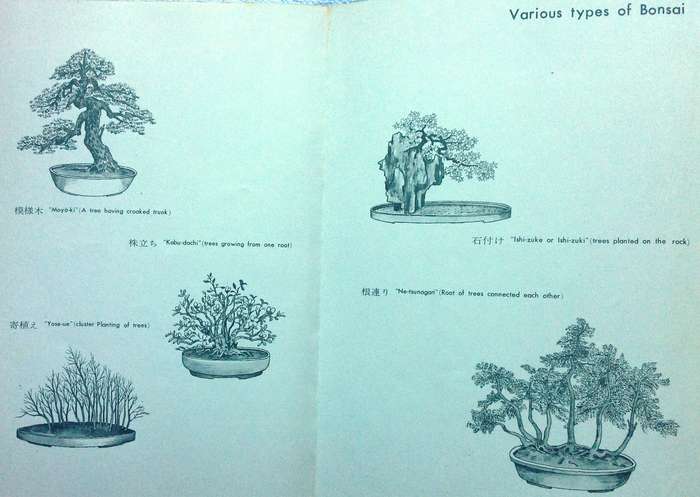 BONSAI Miniature Potted Trees by Kyuzo Murata