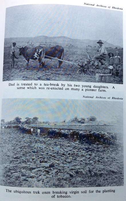 Down Memory Lane with Some Early Rhodesian Women - 1897 to 1923 - Madeline Heald - signed by Author