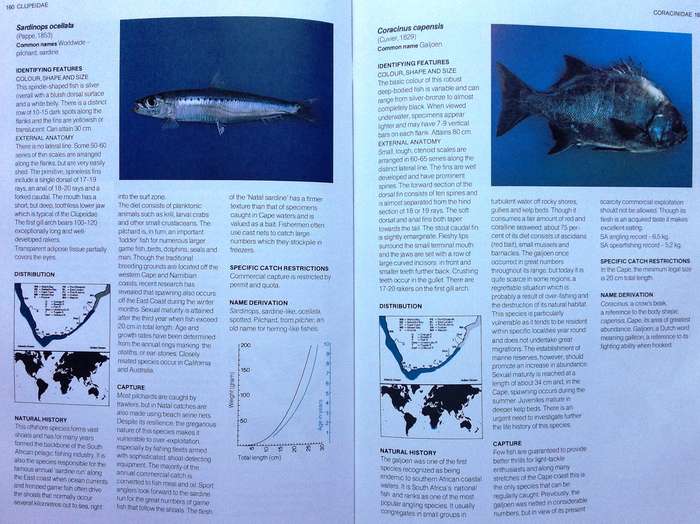 A Guide to the Common Sea Fishes of Southern Africa - Rudy van der Elst - Hardcover