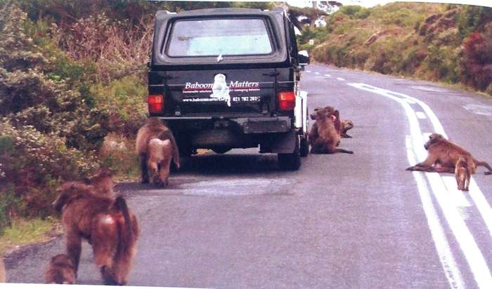 Beast or Blessing - Jenni Trethowan       Stories and images about living with Baboons in Africa