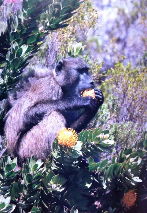 Beast or Blessing - Jenni Trethowan       Stories and images about living with Baboons in Africa