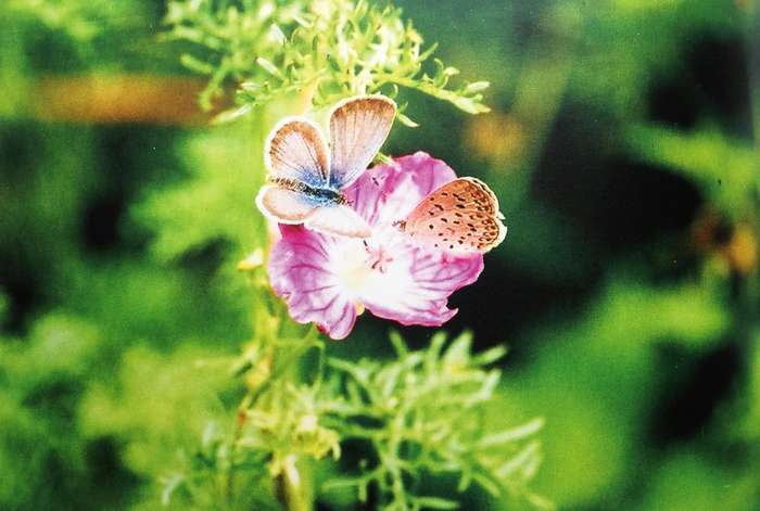 There's a BUTTERFLY in my Garden... - Lieveke Noyons