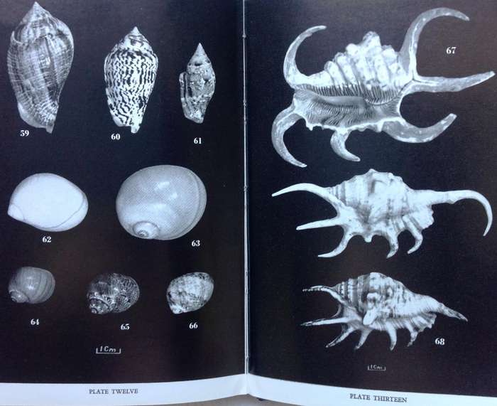 Marine Shells of Southern Africa - D H Kennelly - Hardcover