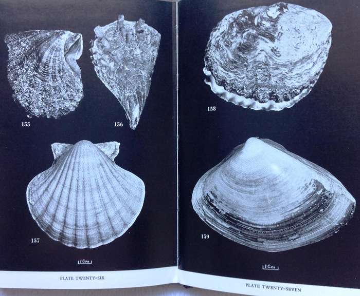 Marine Shells of Southern Africa - D H Kennelly - Hardcover