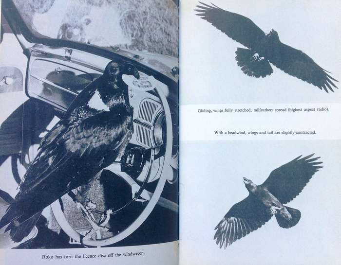 TWO RAVENS came TAPPING - Friedrich von Kirchhoff - Hardcover  Book signed by the Author