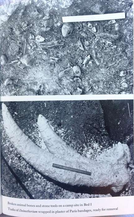 Olduvai Gorge - Mary Leakey - Hardcover     My Search for Early Man