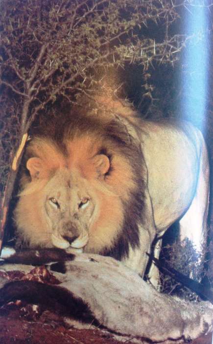 LION - G L ""Butch"" Smuts - Hardcover       Book signed by Author