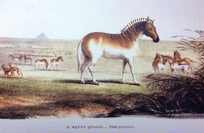 Portraits of the Game and Wild Animals of Southern Africa - Capt W Cornwallis Harris - Hardcover