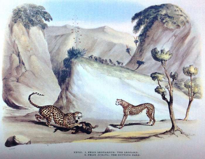 Portraits of the Game and Wild Animals of Southern Africa - Capt W Cornwallis Harris - Hardcover
