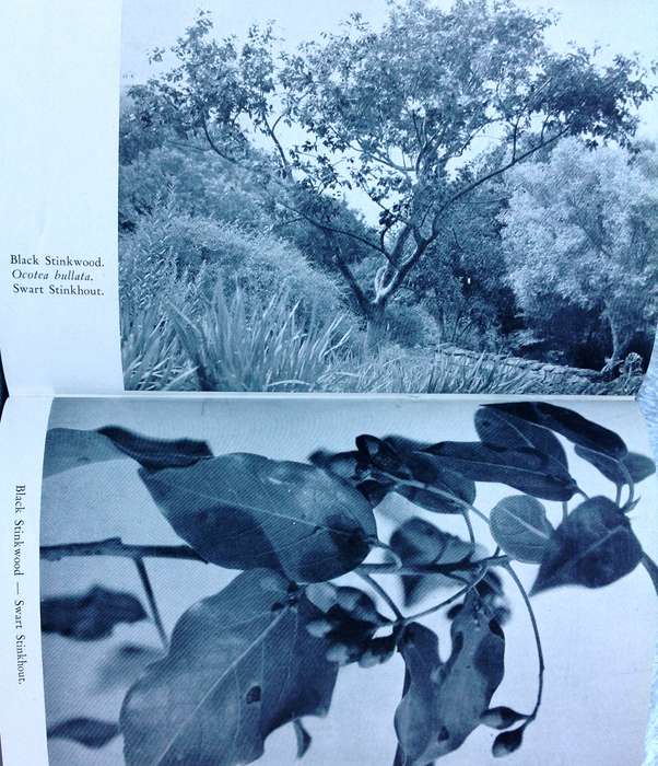 Indigenous Trees of the Cape Peninsula by M Whiting Spilhaus FRGS - Hardcover