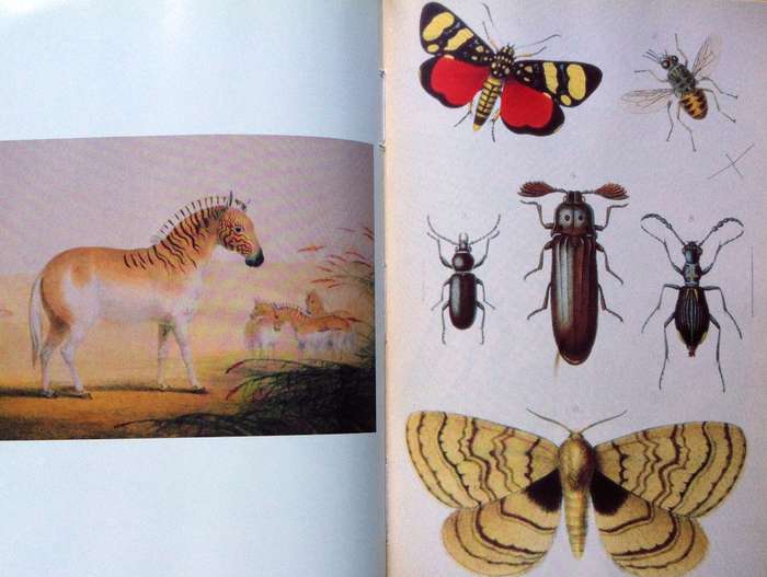Book Collecting in South Africa - Grant Christison - Hardcover  Book signed by Author  Ltd Edition