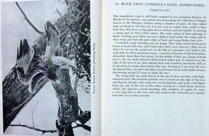 Birds at Home - W T Miller, Gwelo, Rhodesia - Hardcover