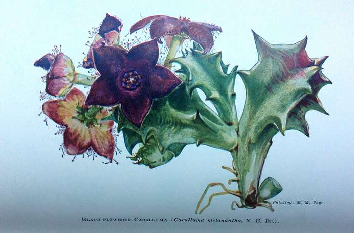A Second Book of South African Flowers - Bolus, Barclay and Steer - Hardcover - Published 1936