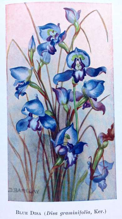 A Second Book of South African Flowers - Bolus, Barclay and Steer - Hardcover - Published 1936