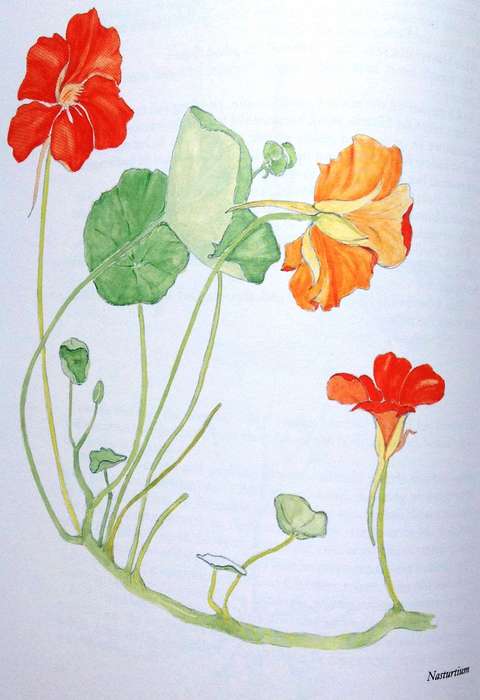 GANZEKRAAL - A West Coast Year - Mary Melck Kuttel - Illustrated by Frances Kuttel Keegan-Hardcover
