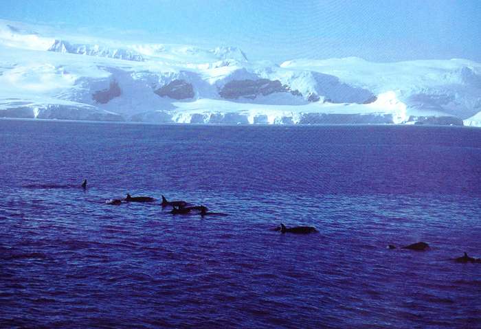 Antarctic Impressions - Seasons in the Southern Ocean - Peter Steyn - Hardcover