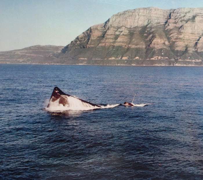Eight laminated prints of Daphne Class Submarine SAS Johanna van der Merwe (S99)