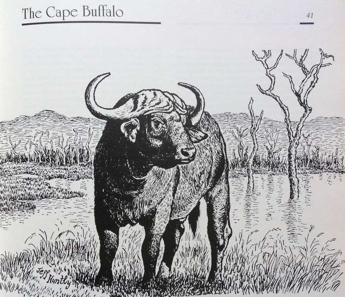 Jeff Huntly's African Wildlife Sketches - Hardcover