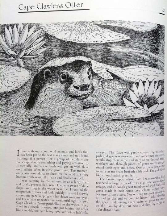 Jeff Huntly's African Wildlife Sketches - Hardcover