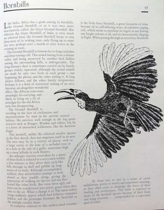 Jeff Huntly's African Wildlife Sketches - Hardcover