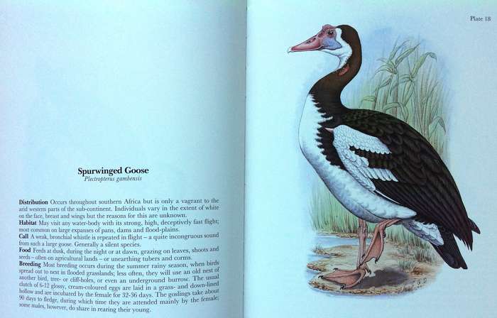 Gamebirds and Waterfowl of Southern Africa  A collection of 68 water-colours by C G Finch-Davies