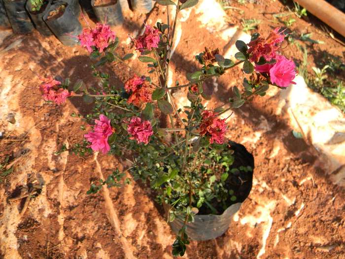 Polygala Myrtifolia
