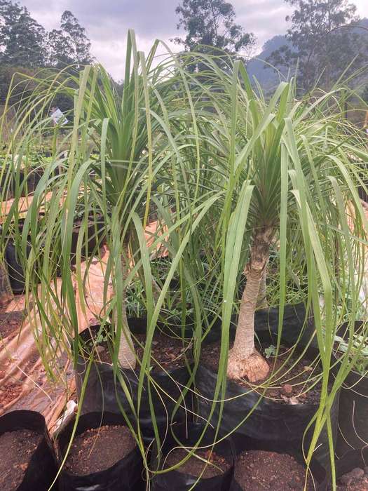 Ponytail Palm Plant