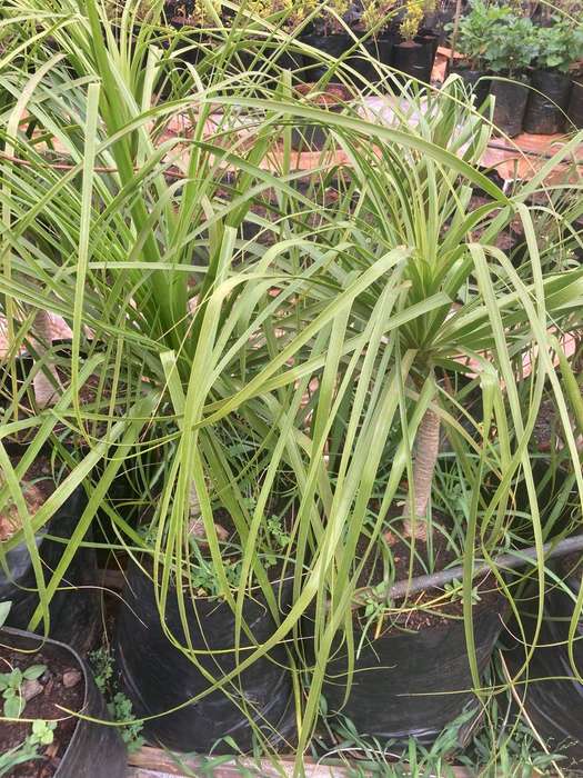 Ponytail Palm Plant