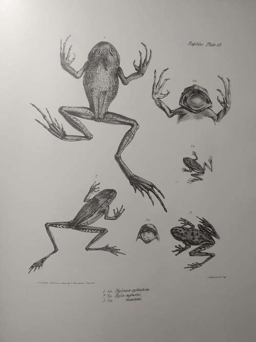 Darwin - The Zoology of the Voyage of HMS Beagle - Part IV Fish