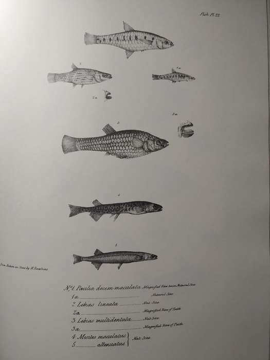 Darwin - The Zoology of the Voyage of HMS Beagle - Part IV Fish