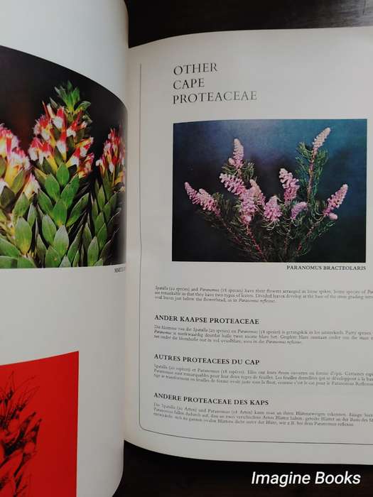 Proteas - Nature's Pride
