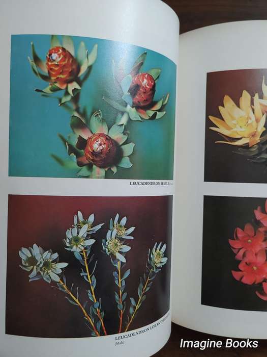 Proteas - Nature's Pride