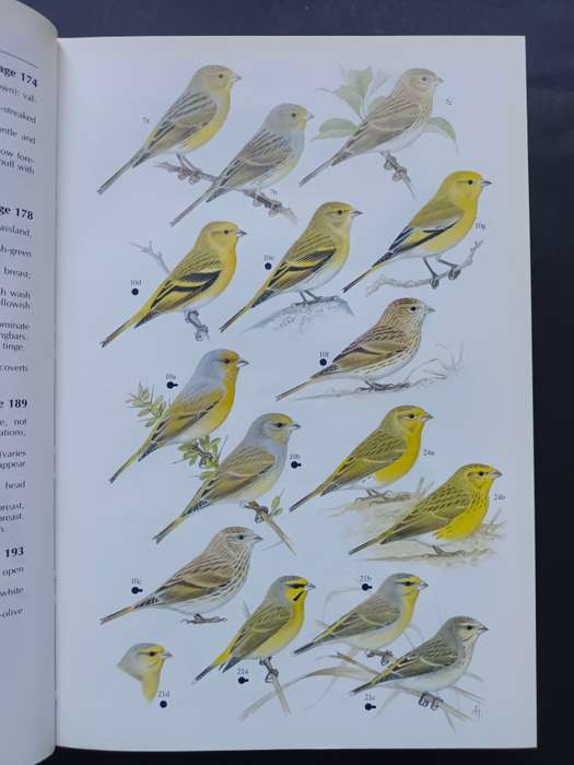 FINCHES & SPARROWS : An Identification Guide / Peter Clement, Alan Harris & John Davis