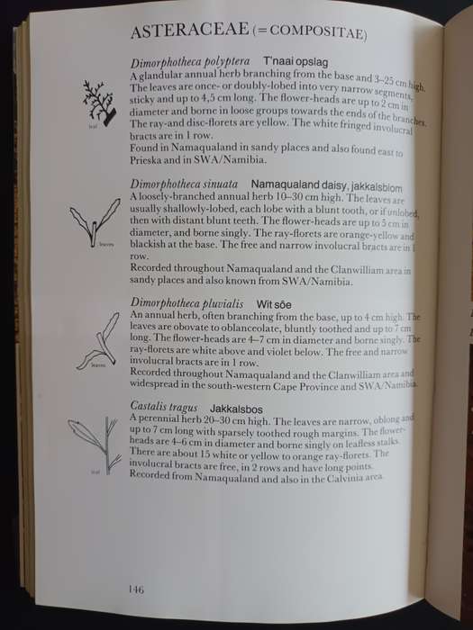 Namaqualand and Clanwilliam South African Wild Flower Guide 1