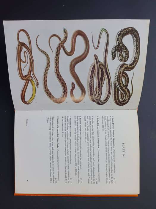 A Field Guide to the Snakes of Southern Africa / V.F.M. FitzSimons