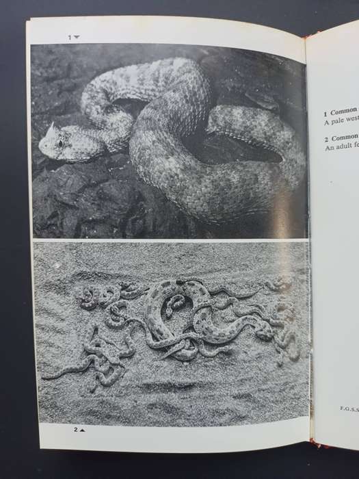 A Field Guide to the Snakes of Southern Africa / V.F.M. FitzSimons
