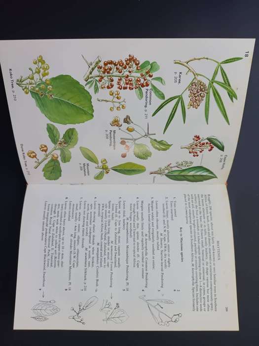 A Field Guide to the Trees of Southern Africa / Eve Palmer and Rhona Collett