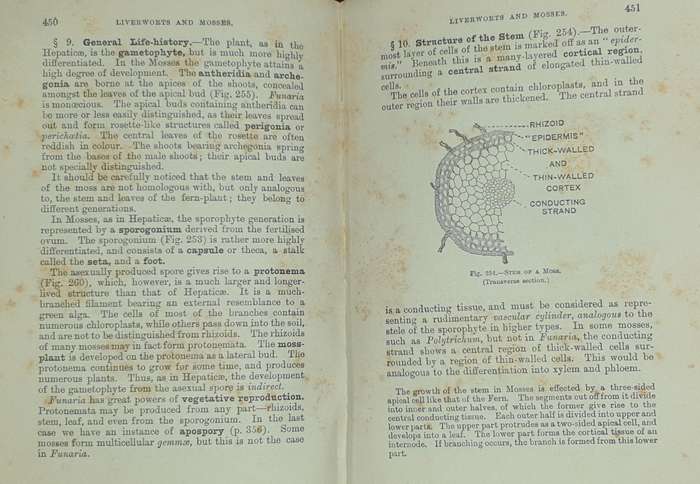 *1920* A Textbook of Botany - Lowson